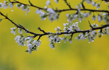 In pics: flowers in rain