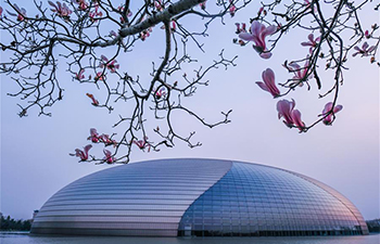 Magnolia blossoms seen in front of National Centre for Performing Arts