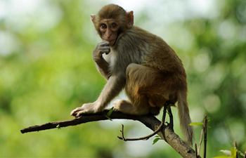 In pics: Macaques play in Qianlingshan Park, SW China