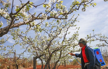 In pics: pear garden in north China's Hebei