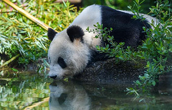 Giant Panda Yang Yang seen at Schonbrunn Zoo in Vienna