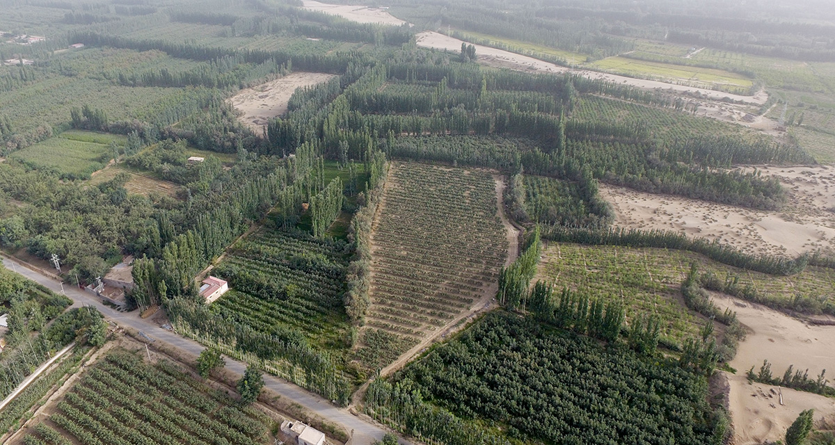 “綠口袋”扎緊了風口，逼退了黃沙——一個南疆沙漠村莊的扶貧觀察