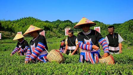 組照《高山茶葉助力脫貧》