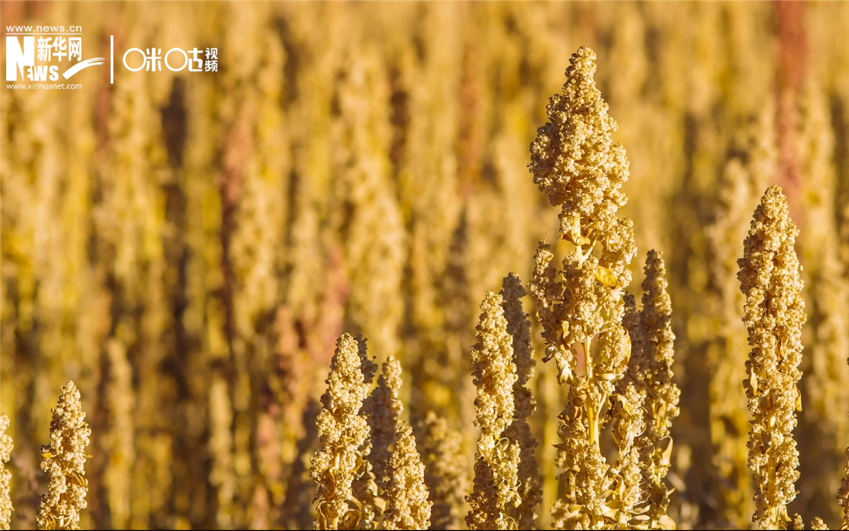 藜麥有極強的環(huán)境適應(yīng)能力和低成本、高回報的種植模式